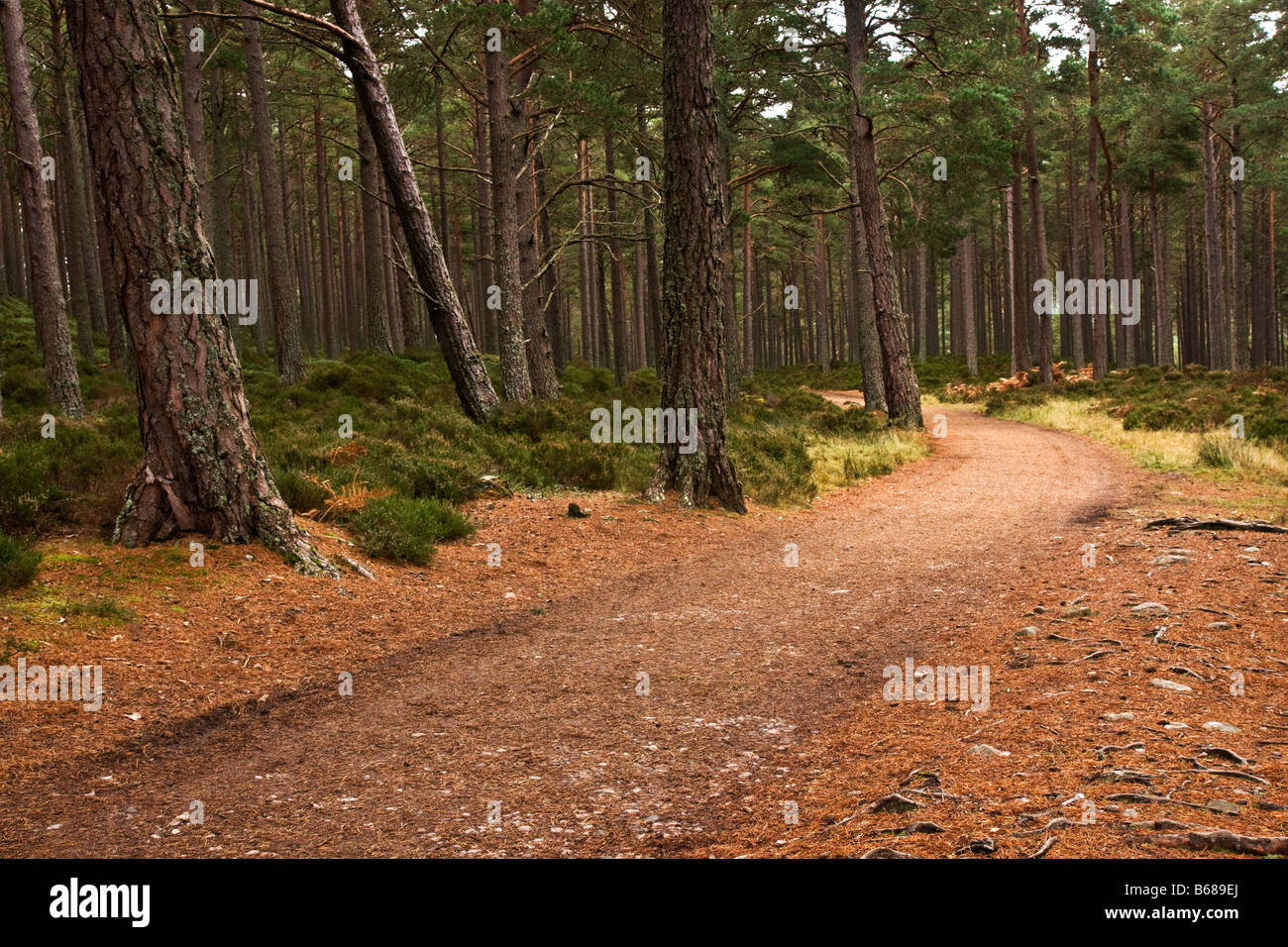 Wald-Track, Rothiemurchus Estate, Schottland Stockfoto