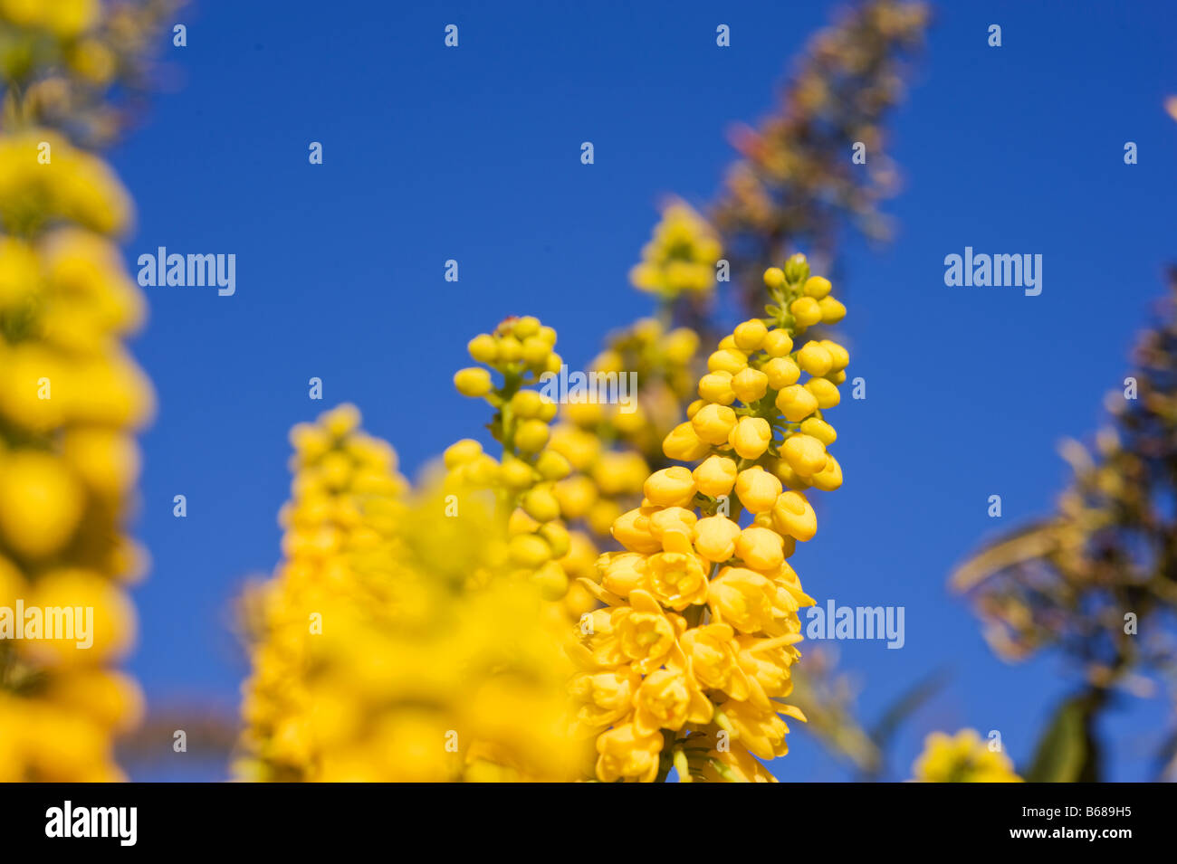 Mahonia x Media Winter Sun M Japonica x lomariifolia Stockfoto