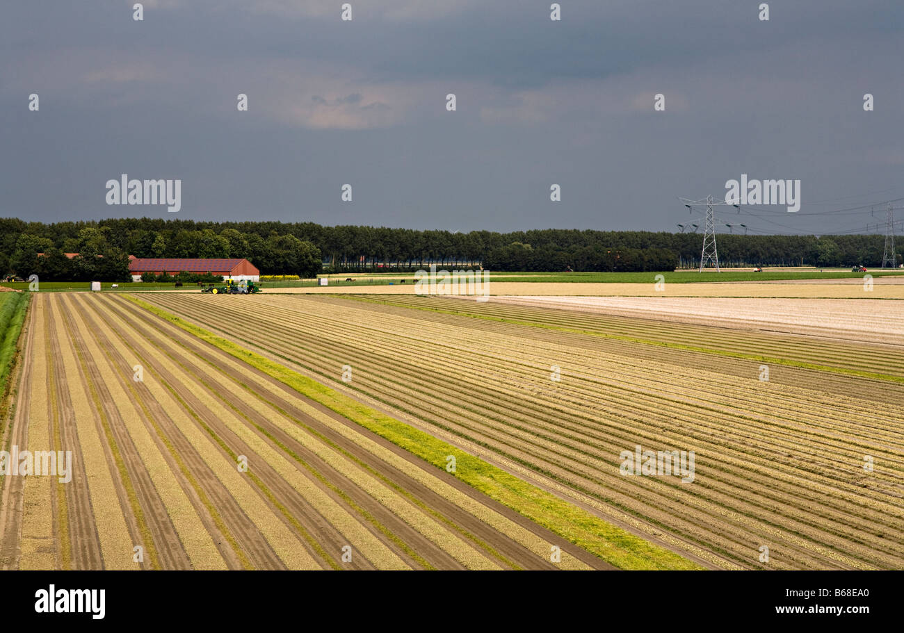 Äckern in der Nähe von Urk Niederlande Stockfoto