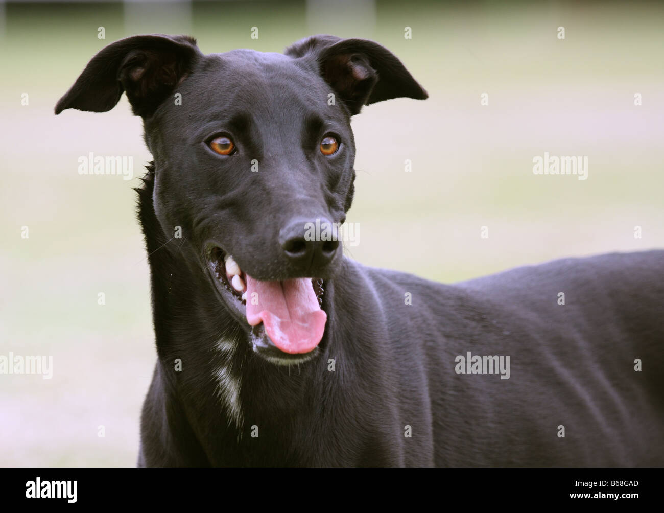 schwarzer Windhund grauen Hund portrait Stockfoto