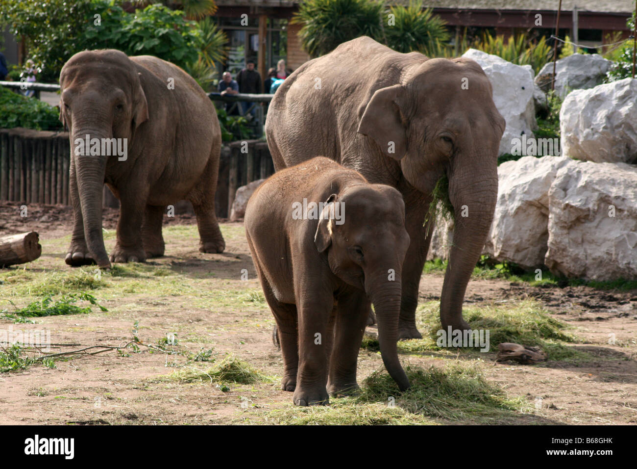 Asiatische, asiatischer, indischer Elefant (Elephas Maximus) [Chester Zoo, Chester, Cheshire, England, Großbritannien, Vereinigtes Königreich].    . Stockfoto