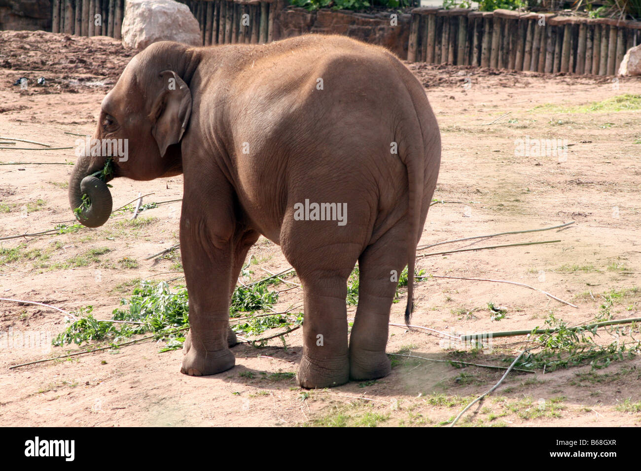 Asiatische, asiatischer, indischer Elefant (Elephas Maximus) [Chester Zoo, Chester, Cheshire, England, Großbritannien, Vereinigtes Königreich].    . Stockfoto