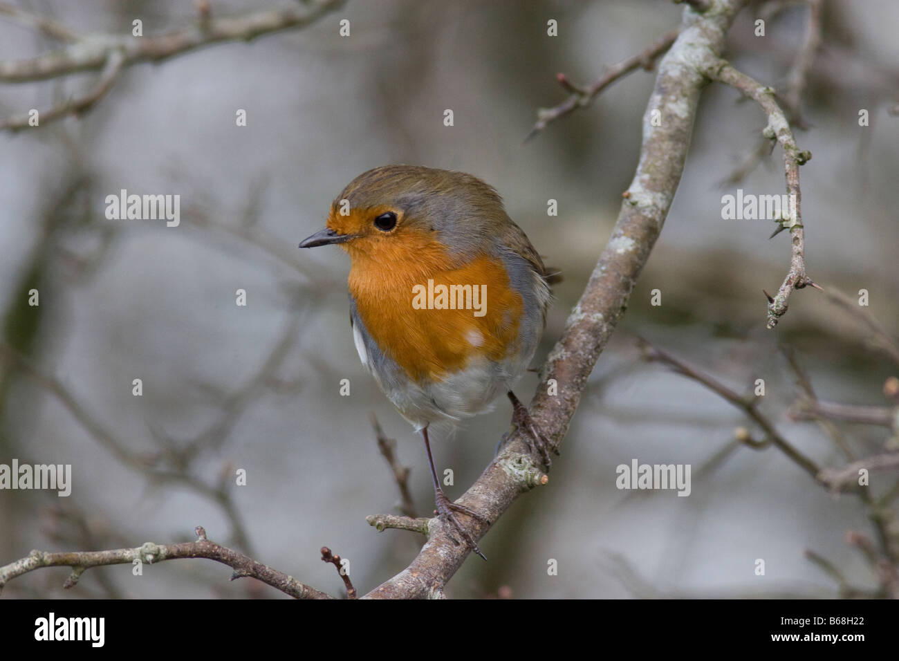 Robin (Erithacus Rubecula) in einer Buche Stockfoto