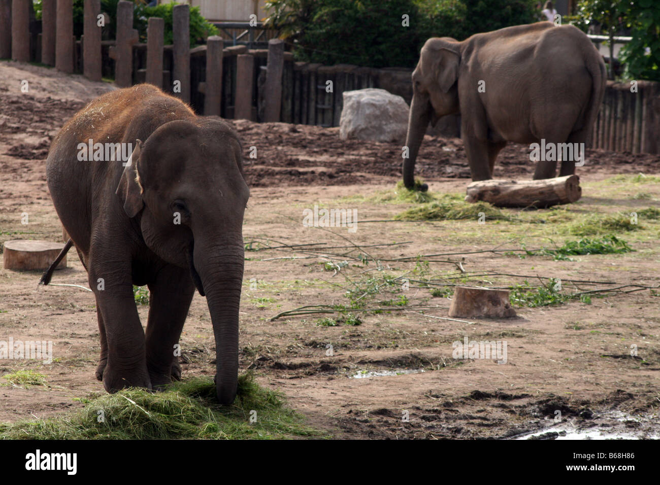 Asiatische, asiatischer, indischer Elefant (Elephas Maximus) [Chester Zoo, Chester, Cheshire, England, Großbritannien, Vereinigtes Königreich].    . Stockfoto