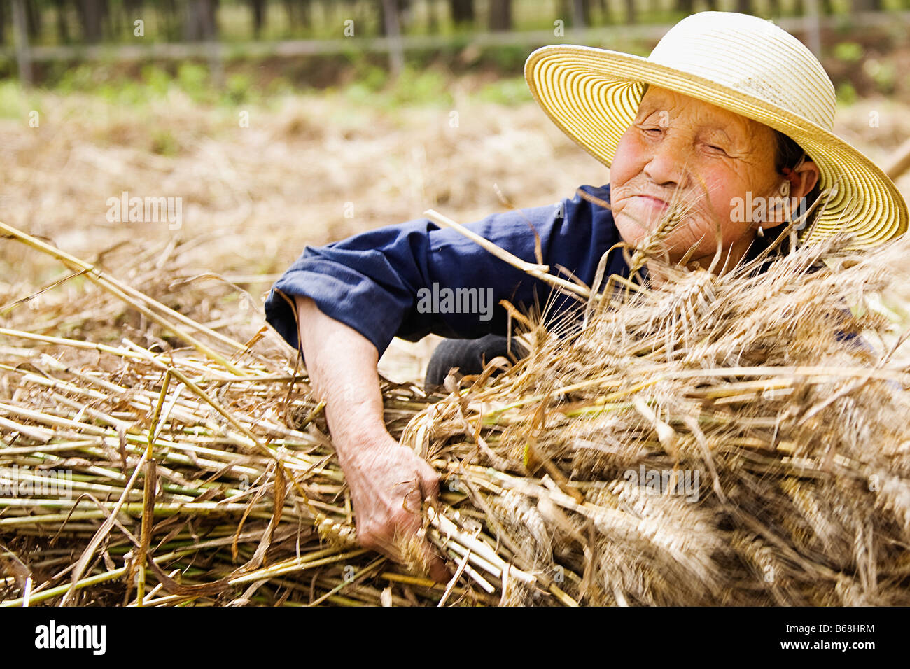 Landwirt sammeln Bündel von Weizen Stengel, Zhigou, Provinz Shandong, China Stockfoto
