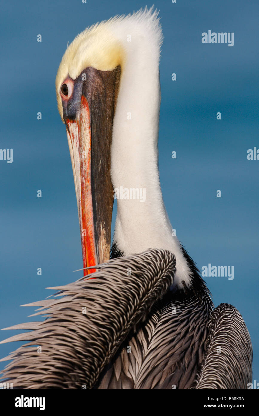 Nahaufnahme der braune Pelikan Pelecanus Occidentalis Occidentalis putzen Stockfoto