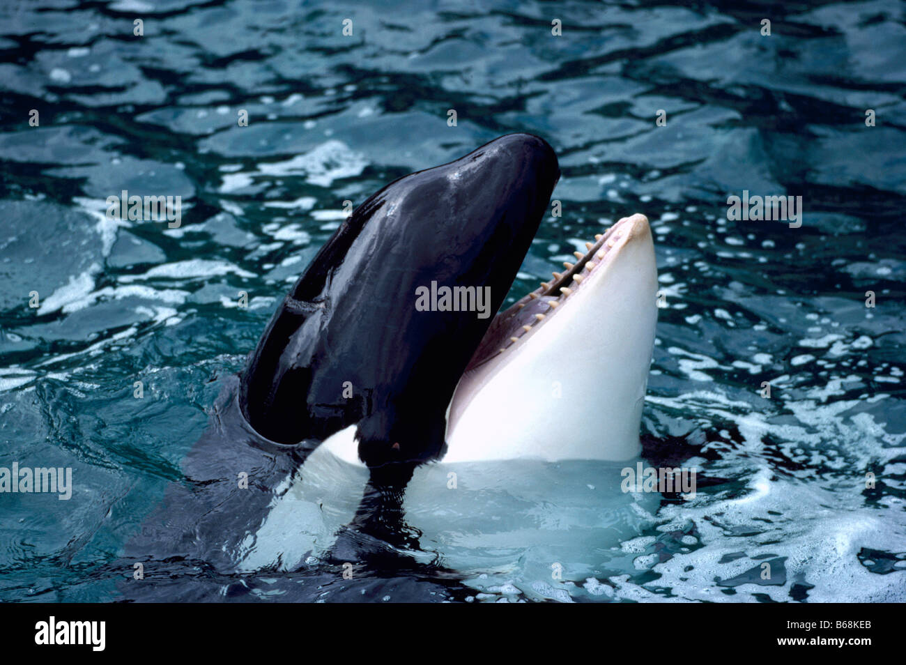 Schwertwal (Orcinus Orca) Belag entlang der pazifischen Westküste von British Columbia Kanada Stockfoto