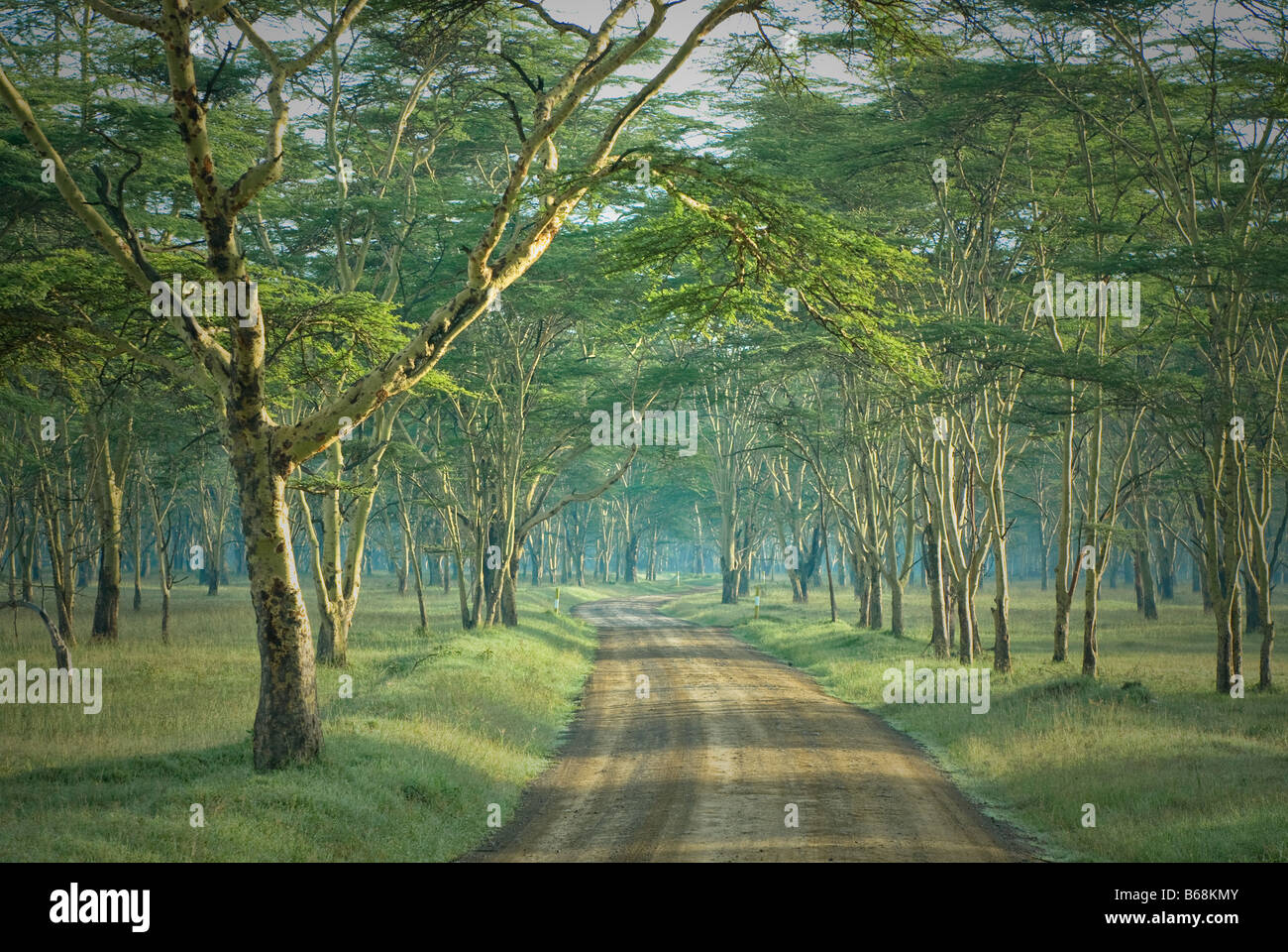 die Straße im geheimnisvollen Wald Stockfoto