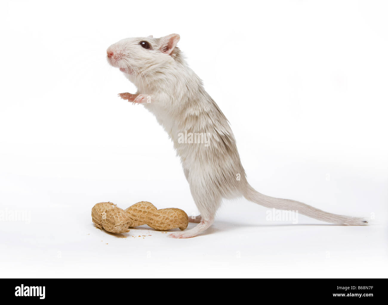Wenig mit Ratten finden zwei Monkey nuts Stockfoto