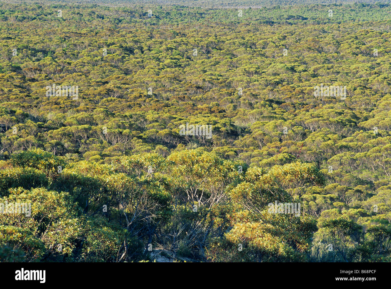 Blick über Mallee in Victoria Australien Stockfoto