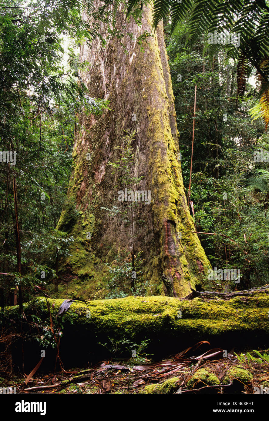 Swamp Gum Eukalyptus Regnans fotografiert im Styx Valley Tasmanien, Australien Stockfoto