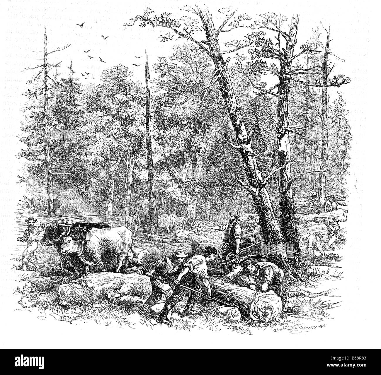 Holzfäller in Kanada arbeiten ca. 1890 Illustration Stockfoto