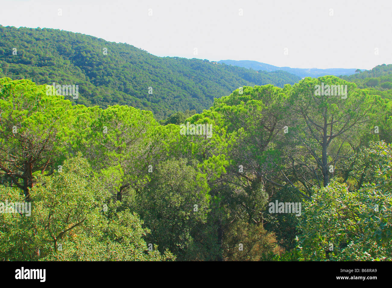 Mediterraner wald -Fotos und -Bildmaterial in hoher Auflösung – Alamy