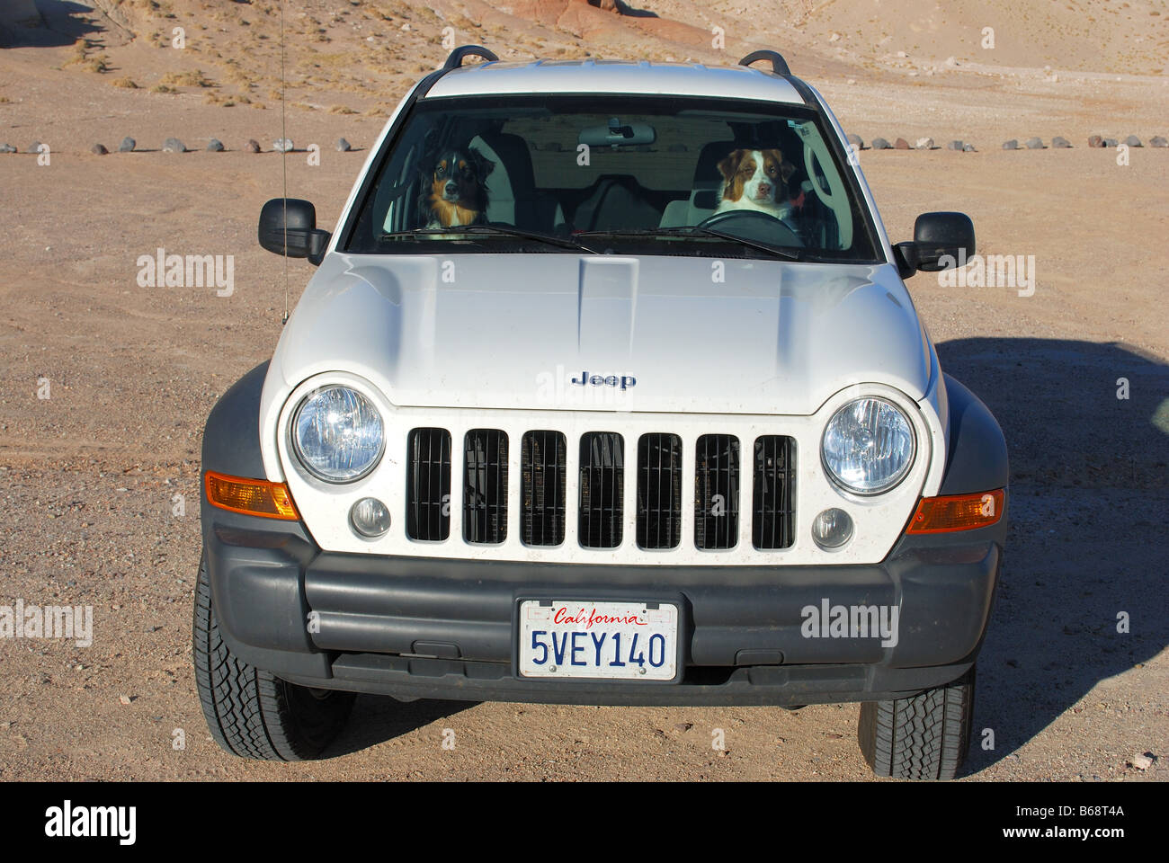 Australian shepherds sitzen, als ob sie einen 2007 Jeep Liberty unterwegs sind Stockfoto