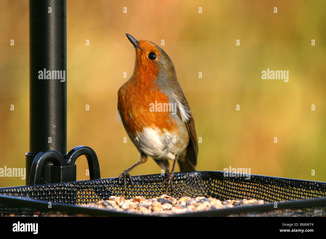 Robin Erithacus Rubecula Fütterung auf Gartenvogel-Tabelle Stockfoto