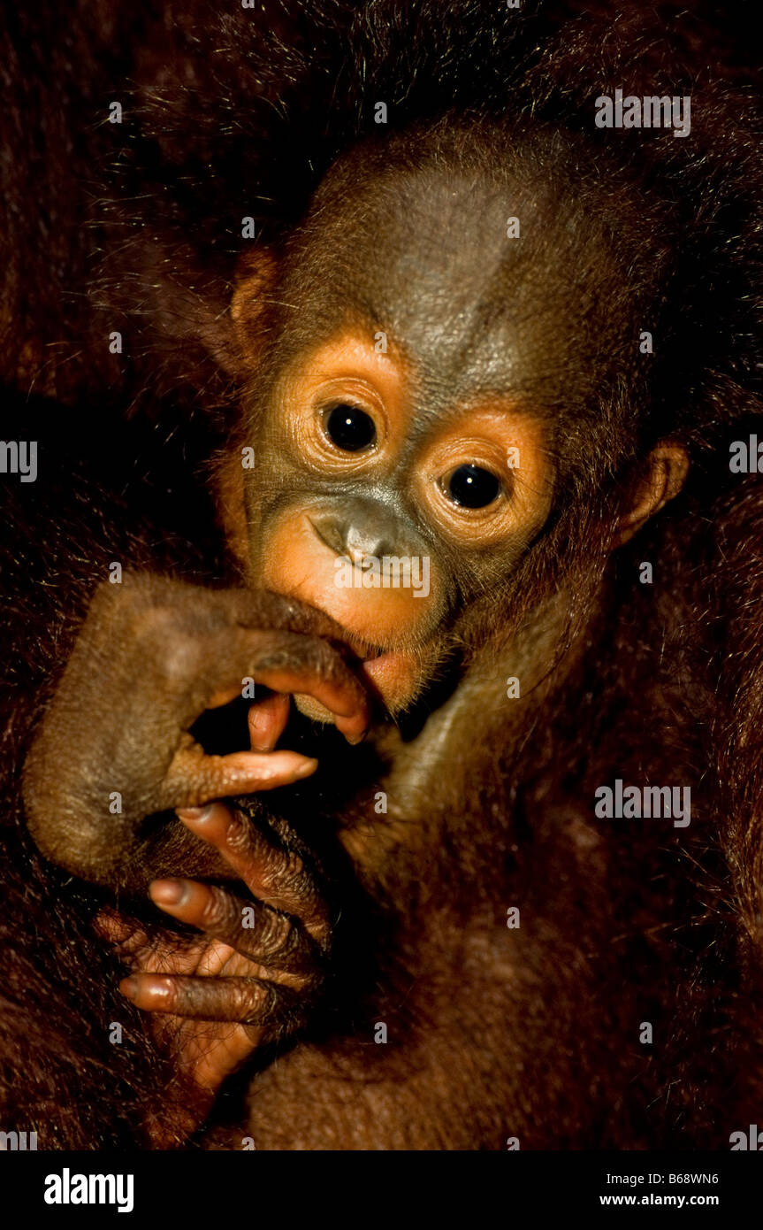 Bornean Orangutan Pongo pygmaeus Stockfoto