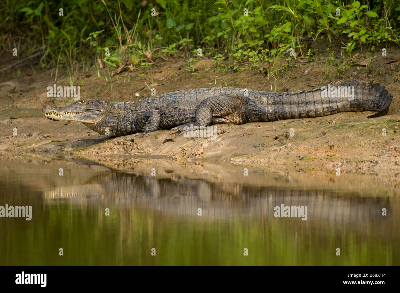 GEMEINSAME, weiß oder SPECTACLED BRILLENKAIMAN Caiman Crocodilus Stockfoto