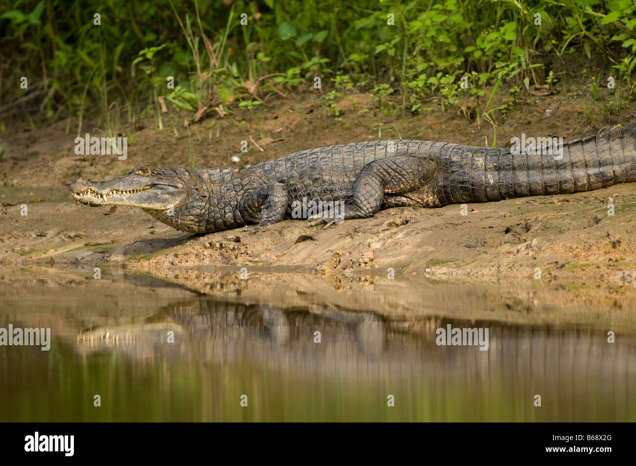 GEMEINSAME, weiß oder SPECTACLED BRILLENKAIMAN Caiman Crocodilus Stockfoto