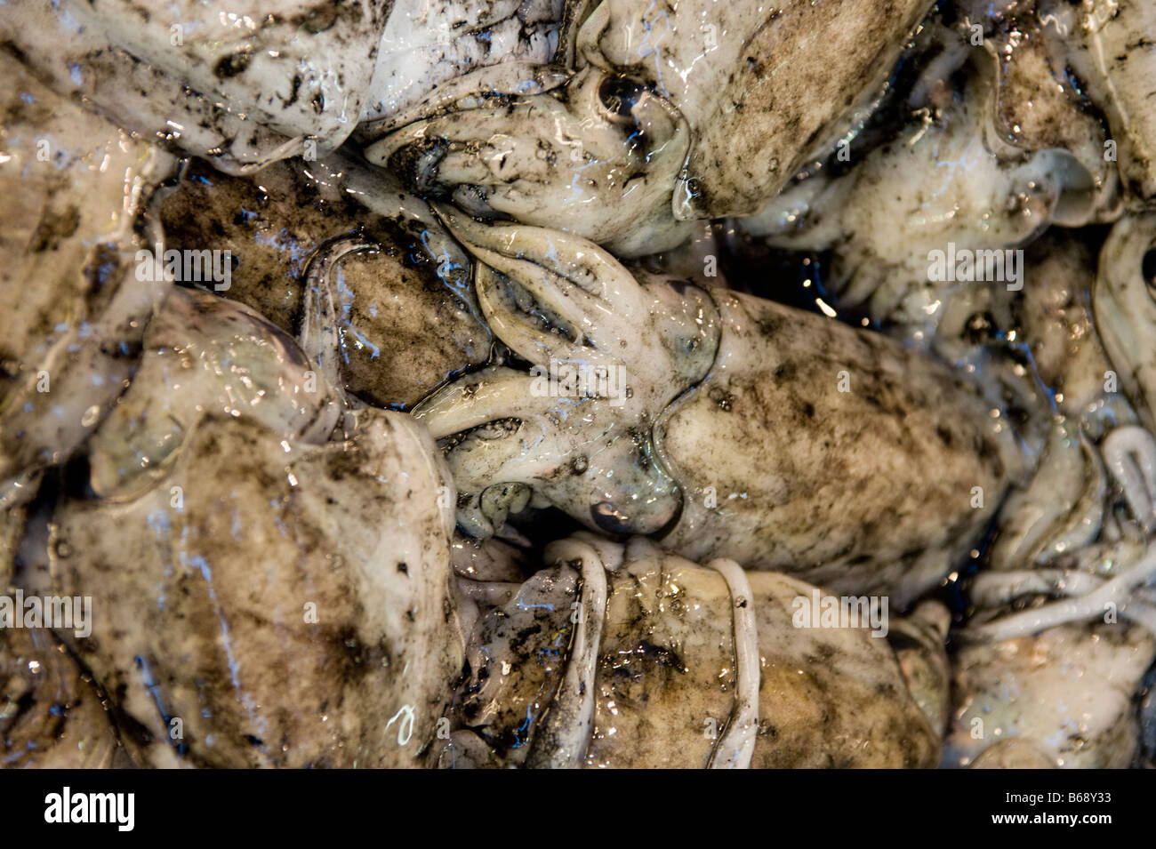 Tintenfisch in ihrer Farbe an der Tsukiji-Fischmarkt in Tokio, Japan. Stockfoto