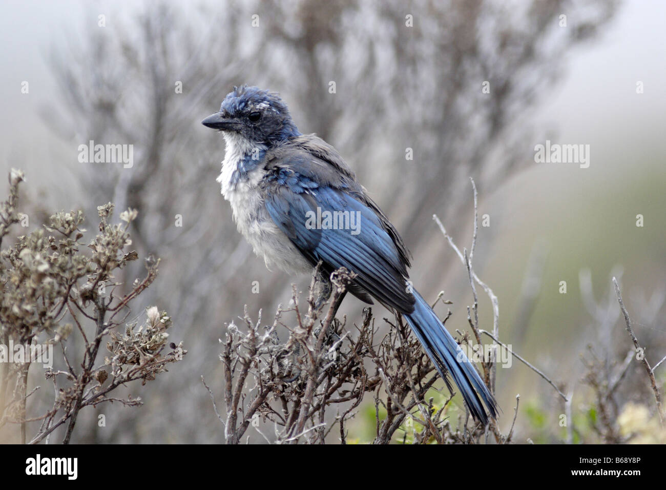 Juvenile Western Peeling Jay (Aphelocoma Californica) Stockfoto