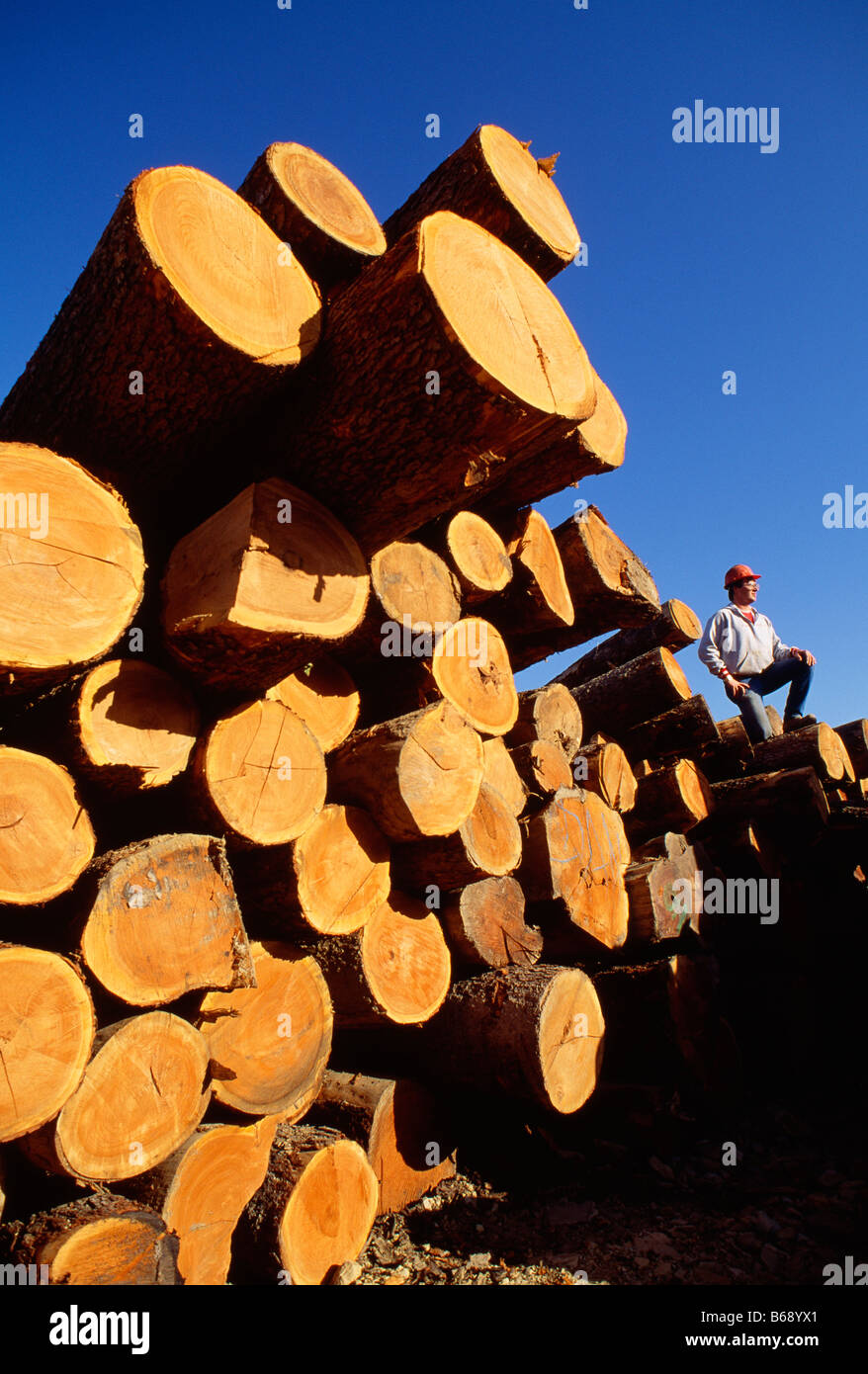 Ein Arbeiter hält an der Spitze von einem großen Haufen von frisch geschnittenen Baumstämme, Kane Harthölzer, Kane, McKean County, Pennsylvania, USA Stockfoto