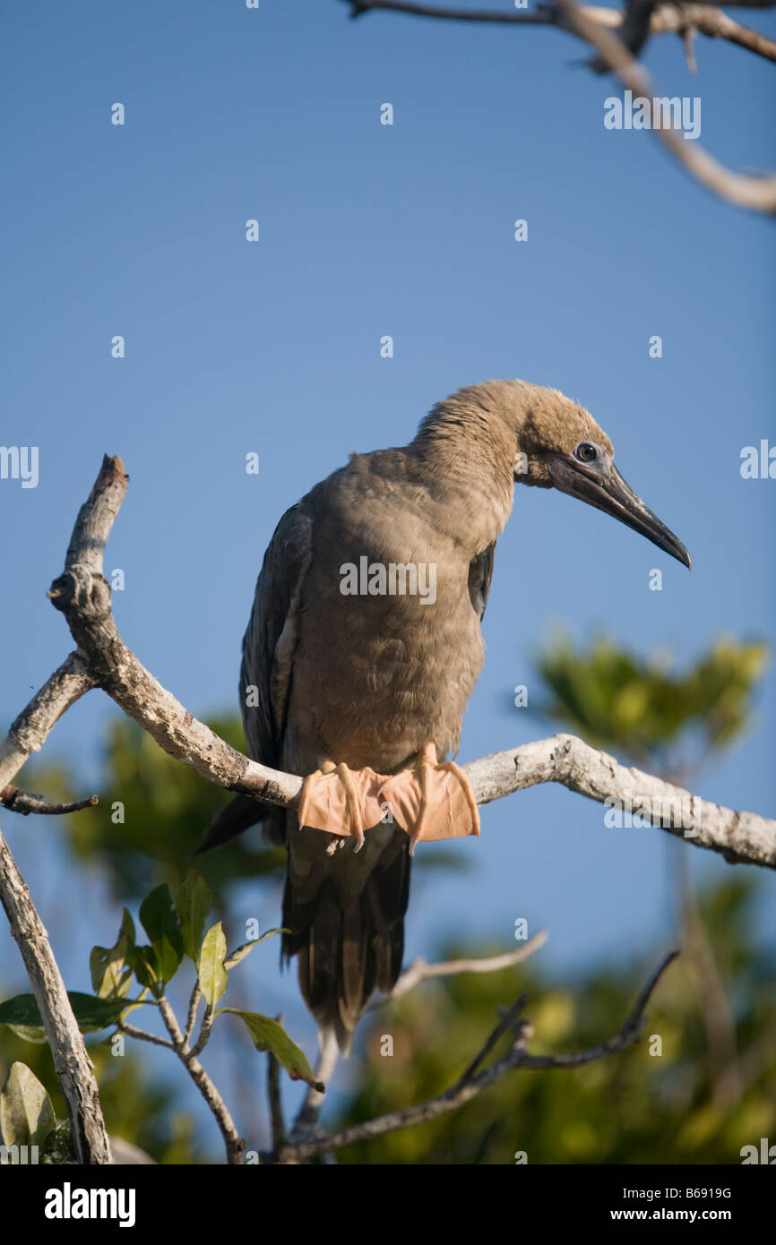 Cayman-Inseln Little Cayman Island Red footed Boobies Sula Sula Verschachtelung entlang Booby Pond bewahren Stockfoto