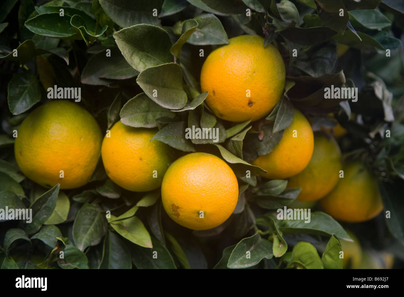 Orangen in der Region Costa Blanca in Spanien Stockfoto