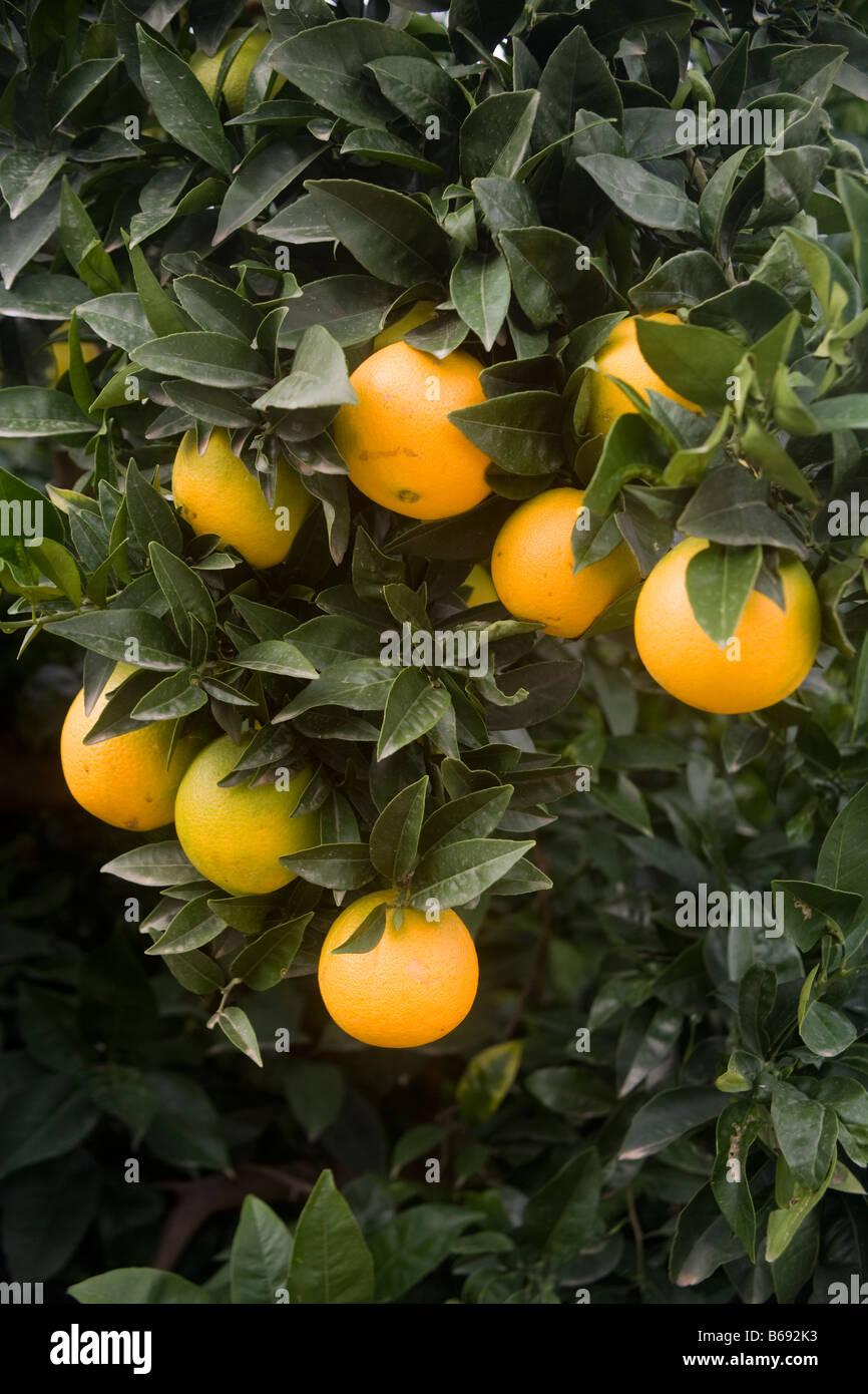 Orangen in der Region Costa Blanca in Spanien Stockfoto