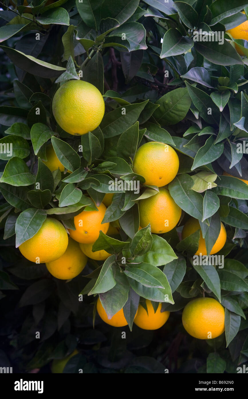 Orangen in der Region Costa Blanca in Spanien Stockfoto