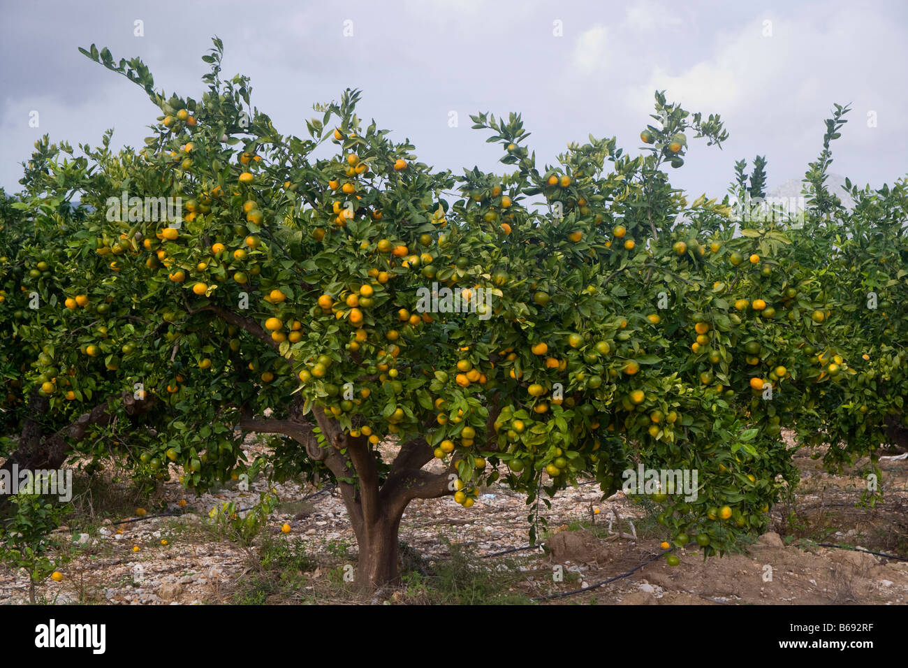 Orangen in der Region Costa Blanca in Spanien Stockfoto