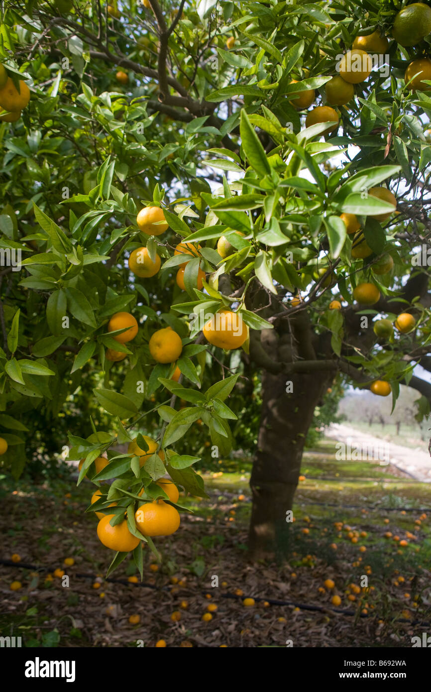 Orangen in der Region Costa Blanca in Spanien Stockfoto
