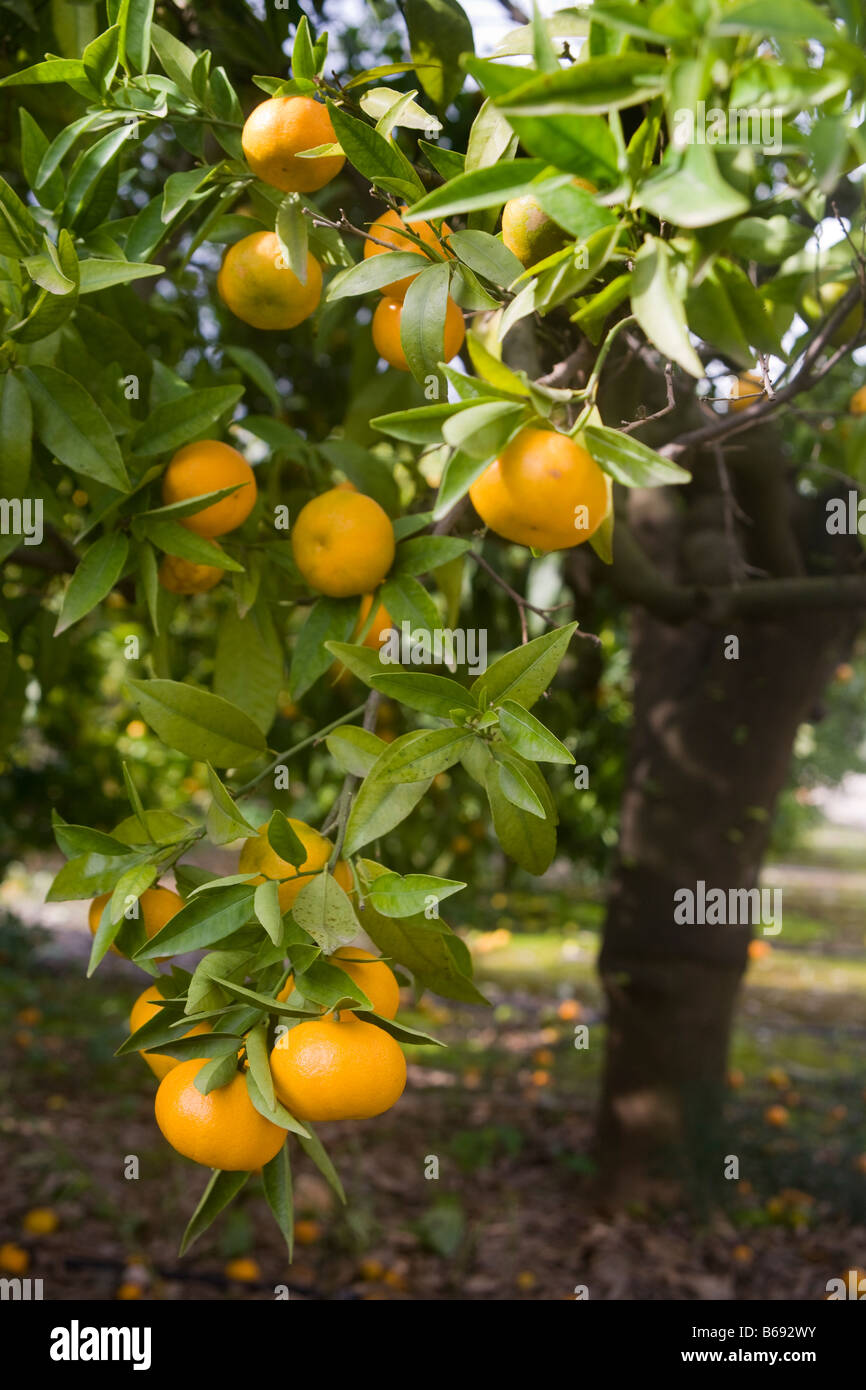 Orangen in der Region Costa Blanca in Spanien Stockfoto