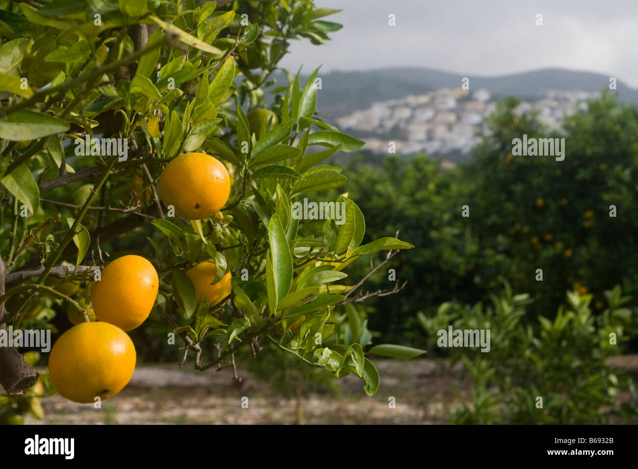 Orangen in der Region Costa Blanca Spanien Stockfoto