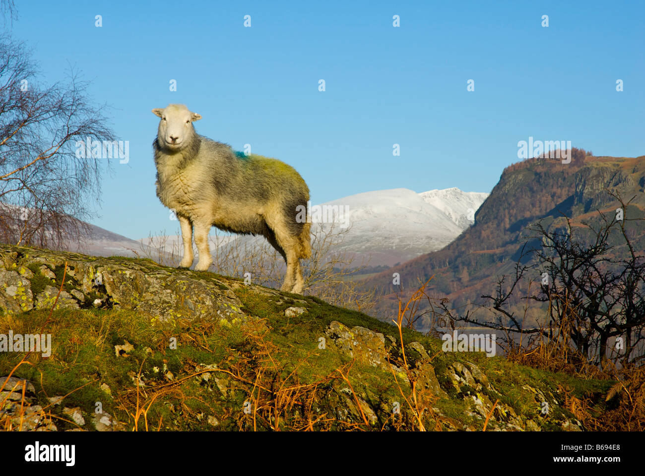 Herdwick Schafe in der Nähe von Ufer des Derwent Water, mit Blencathra im Hintergrund, Nationalpark Lake District, Cumbria, England UK Stockfoto
