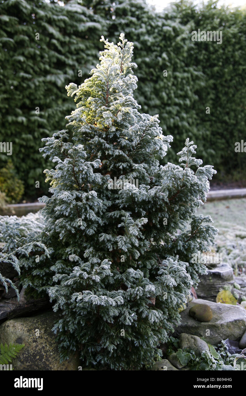 Zwerg-Tanne in Frost bedeckt Stockfoto