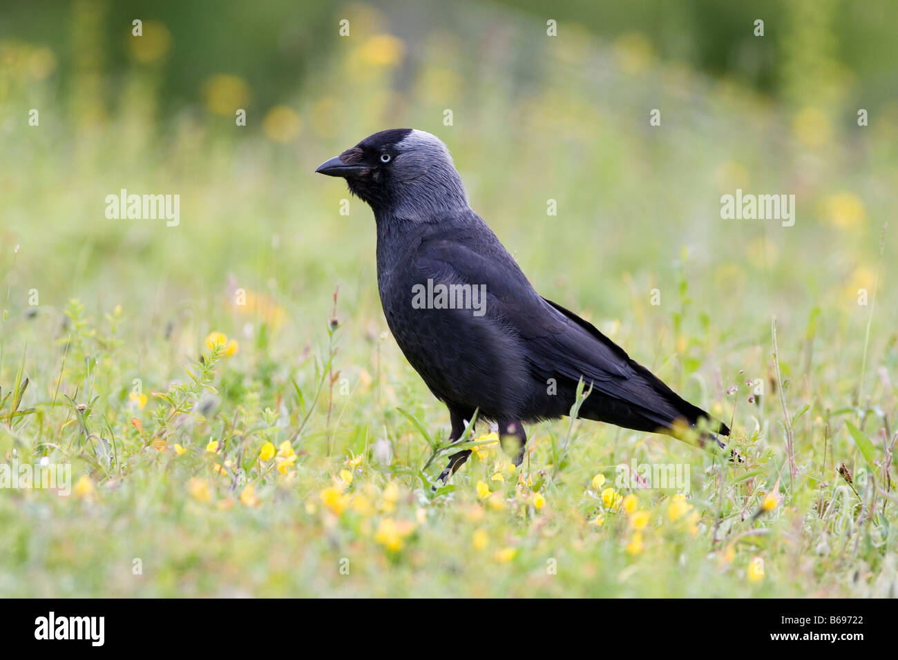 Dohle Corvus monedula Stockfoto