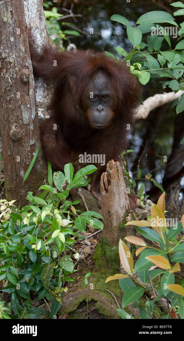 Weiblicher Orang-Utan Pongo Pygmaeus in einem Baum am Camp Leakey in Tanjung Puting NP Borneo Stockfoto