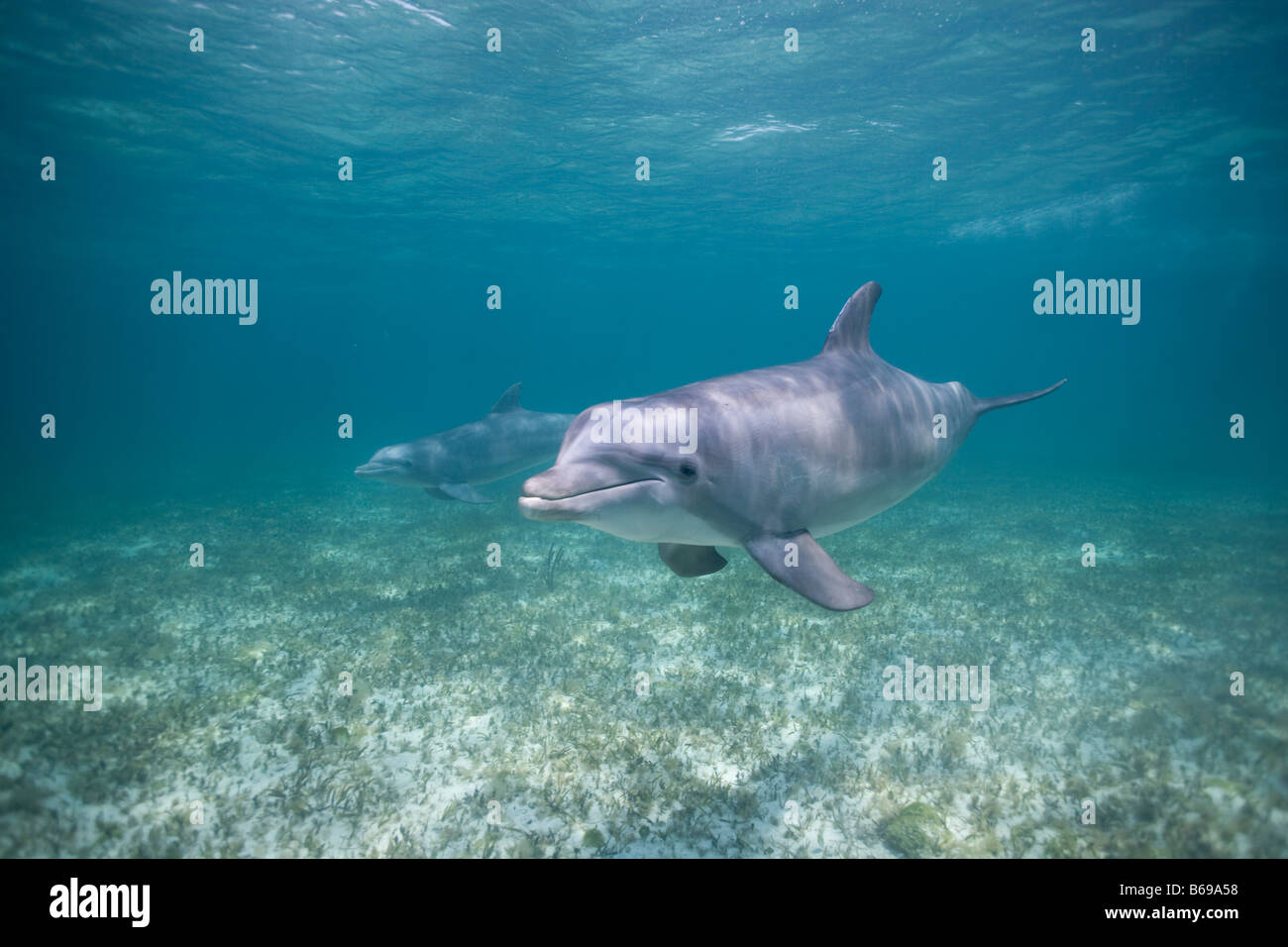 Bahamas Grand Bahama Island Freeport Captive Bottlenose Dolphin Tursiops Truncatus Schwimmen im karibischen Meer am UNEXSO Standort Stockfoto