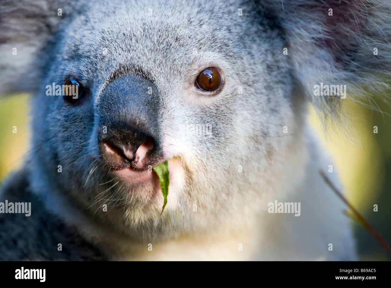 Koala Gum Blätter zu essen Stockfoto