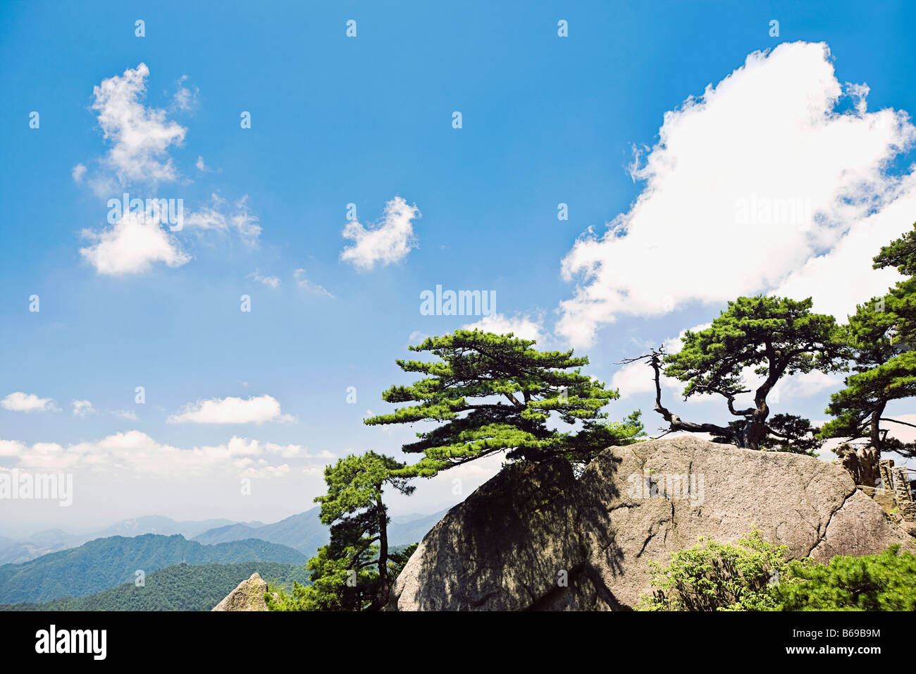Bäume auf einem Berg, Huangshan, Anhui Provinz, China Stockfoto