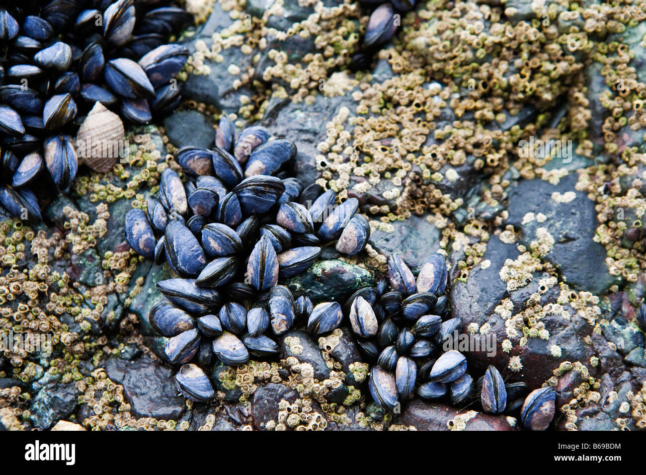 Muscheln auf Felsen offenbart durch Ebbe an der kornischen Küste (Südwestengland) Stockfoto