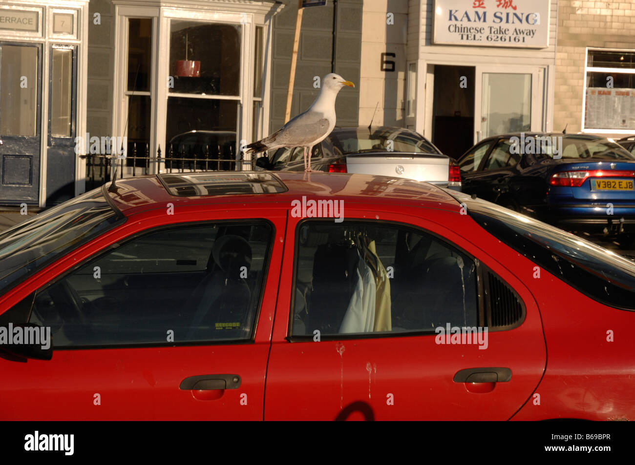 Silbermöwe stehend auf Dach rote Autos, Aberystwyth Ceredigion Wales UK Europe Stockfoto