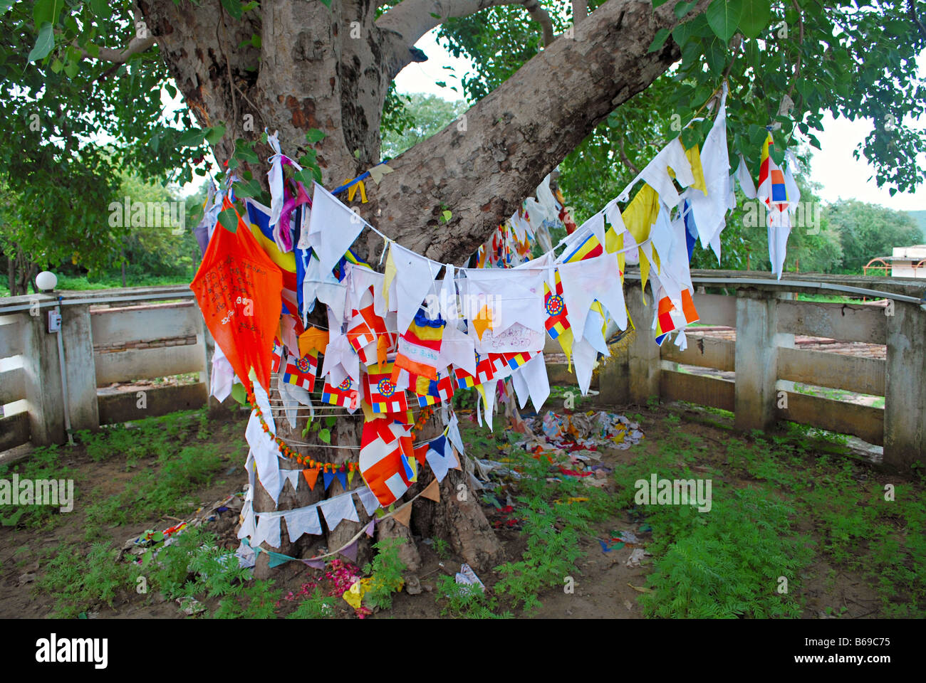 Wünsche-Baum, außerhalb Sanchi Stupa Sanchi, Madhya Pradesh. Stockfoto