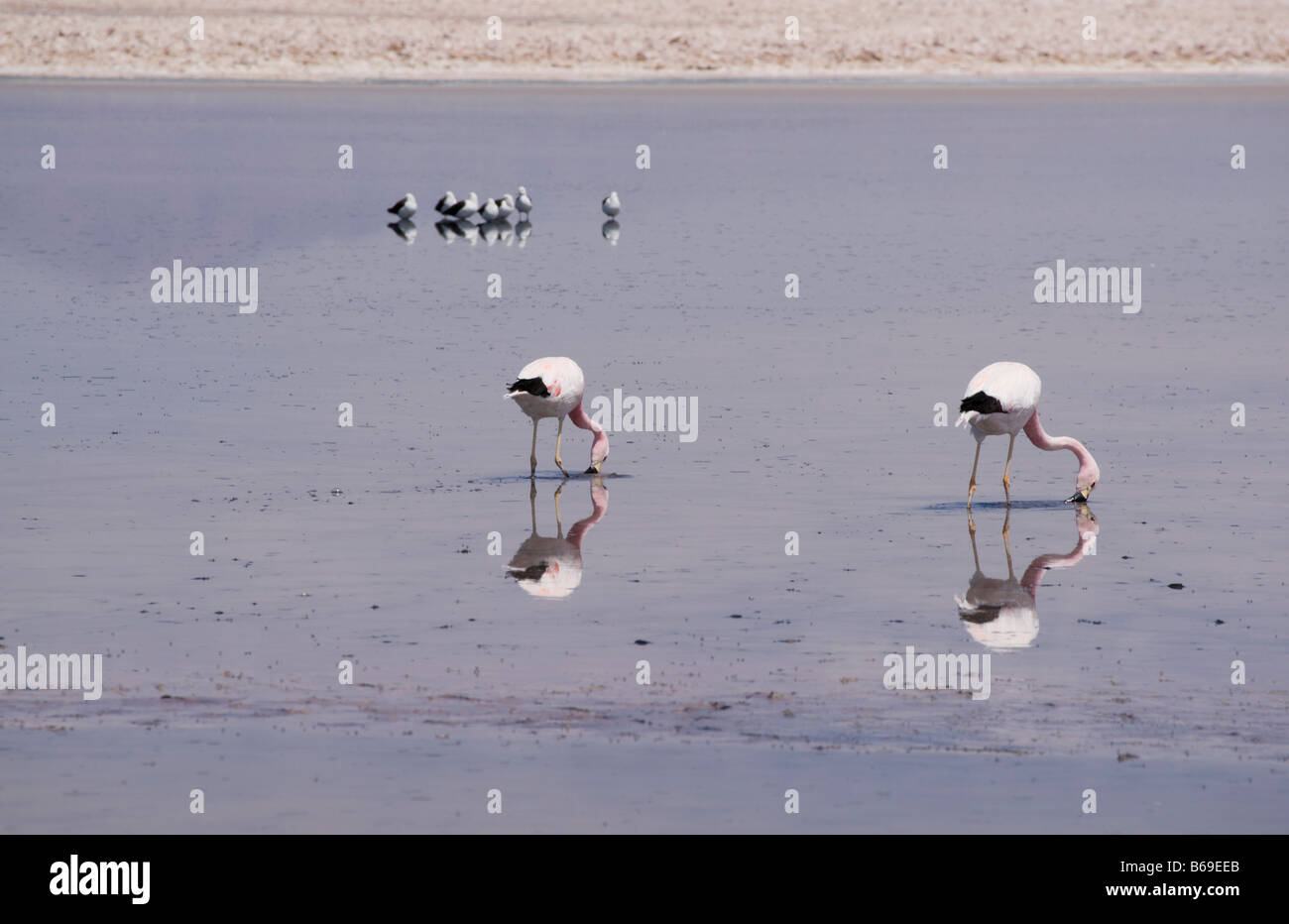 Anden Flamingo, Phoenicoparrus Andinus und Anden Säbelschnäbler Recurvirostra Andina, Fütterung in ein Salz Lagune Stockfoto