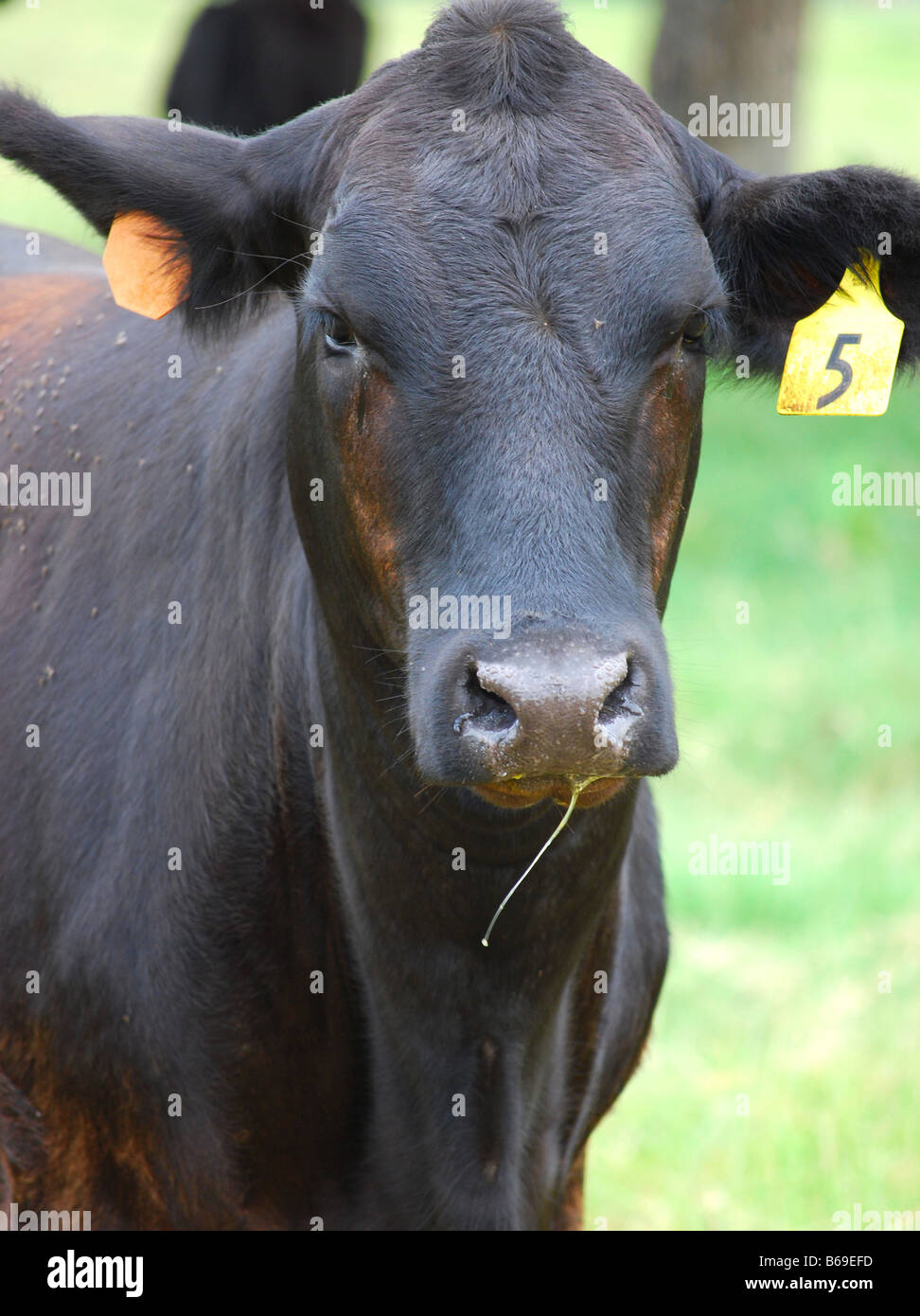 vertikales Bild einer Black Angus Kuh Stockfoto