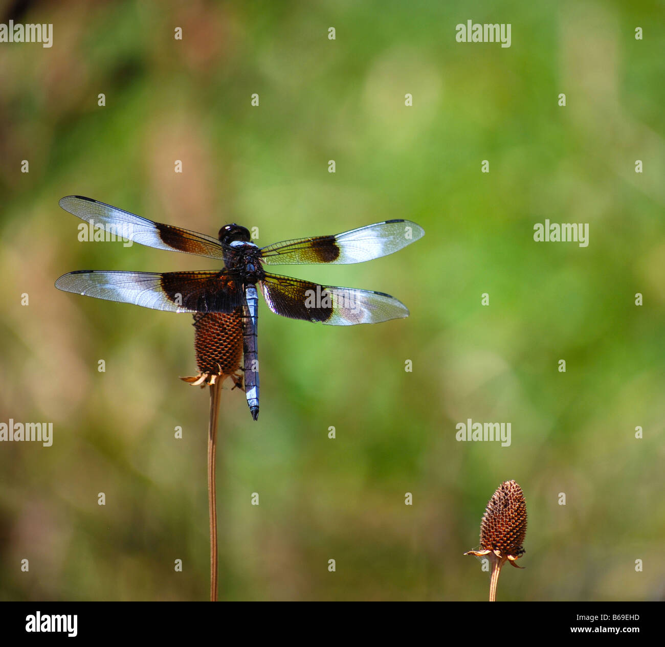 Schwarze und blaue Libelle sitzt auf einer Blume mit keine Blütenblätter Stockfoto