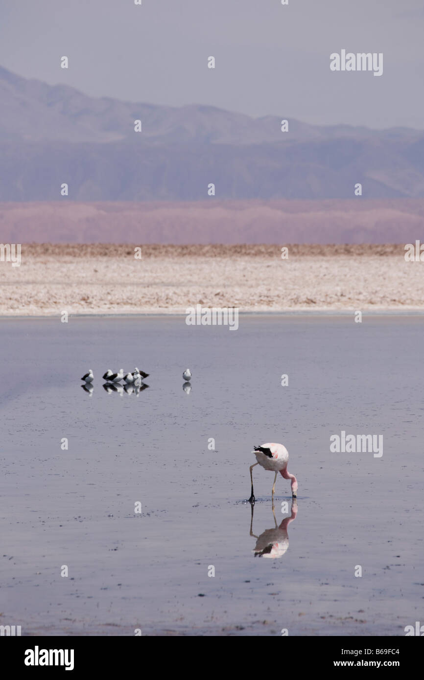 Anden Flamingo, Phoenicoparrus Andinus und Anden Säbelschnäbler Recurvirostra Andina, Fütterung in ein Salz Lagune Stockfoto