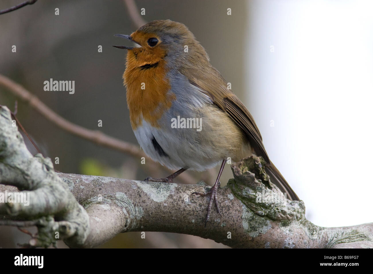 Robin (Erithacus Rubecula) singen in einer Buche Stockfoto