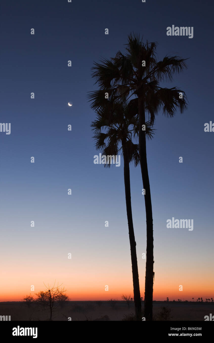 Pflanzlichen Palme Phytelephas Macrocarpa in die Makgadikgadi Salzpfannen bei Sonnenuntergang Botswana Stockfoto