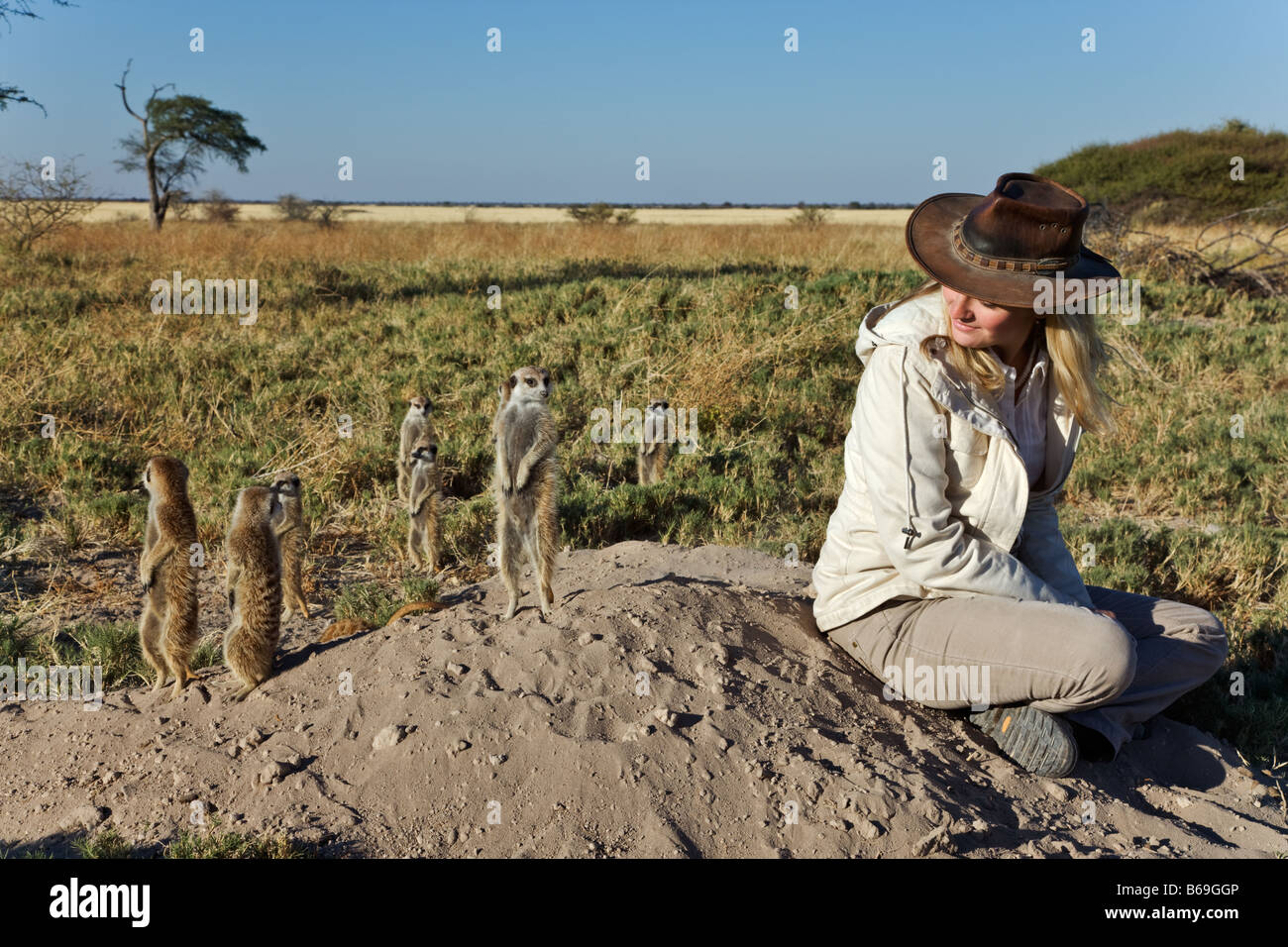 Suricate Erdmännchen. Touristische Suricates auf den Hinterbeinen stehend beobachten, umfassendere Sicht der Bereich in Ordnung vor Ort gefahren zu gewinnen Stockfoto
